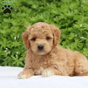 Skye, Mini Goldendoodle Puppy